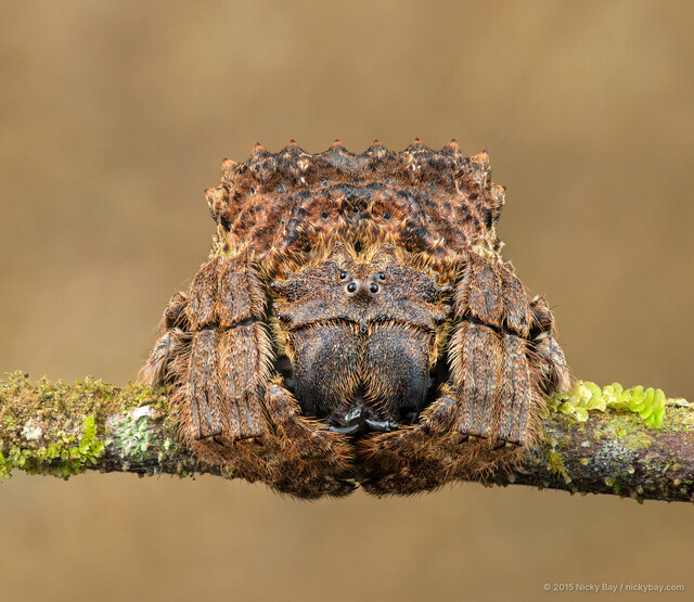 Caerostris sumatrana • © Nicky Bay • All Rights Reserved ♀ Adult Habitus Anterior Eyes