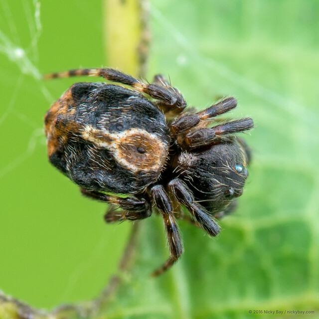 Chorizopesoides wulingensis • © Nicky Bay • All Rights Reserved ♂ Adult Habitus Dorsal