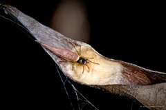 Cyclosa sp. "Long-tailed Debris"