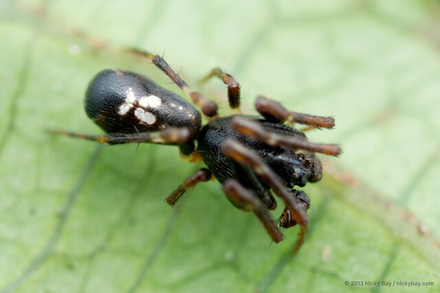 Cyclosa bifida • © Nicky Bay • All Rights Reserved ♂ Adult Habitus Dorsal
