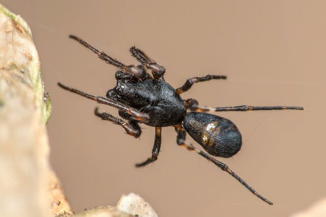 Cyclosa bulla • © Nicky Bay • All Rights Reserved ♂ Adult Habitus Dorsal