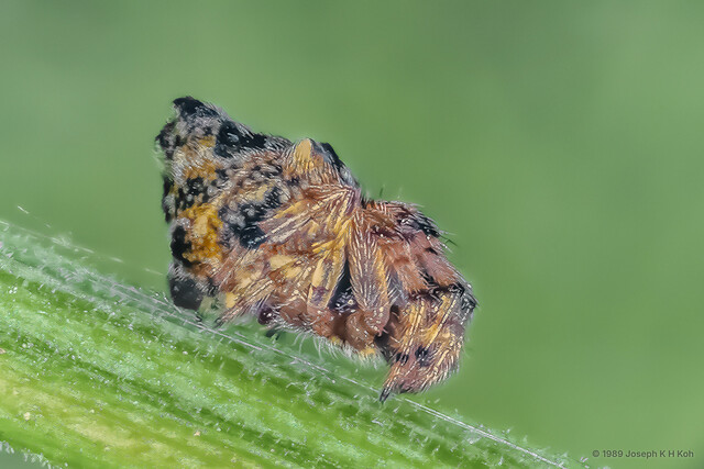 Cyclosa confraga • © Joseph K H Koh • All Rights Reserved ♀ Adult Habitus Lateral