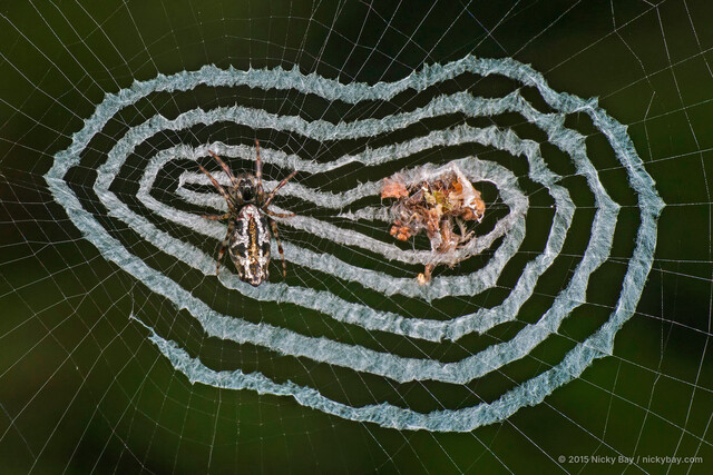 Cyclosa insulana • © Nicky Bay • All Rights Reserved ♀ Adult Habitus Dorsal Web