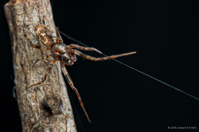 Cyclosa insulana • © Joseph K H Koh • All Rights Reserved ♂ Adult Habitus Dorsal