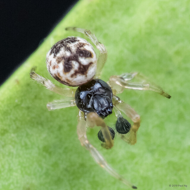 Cyclosa mulmeinensis • © Paul Ng • All Rights Reserved ♂ Adult Habitus Dorsal