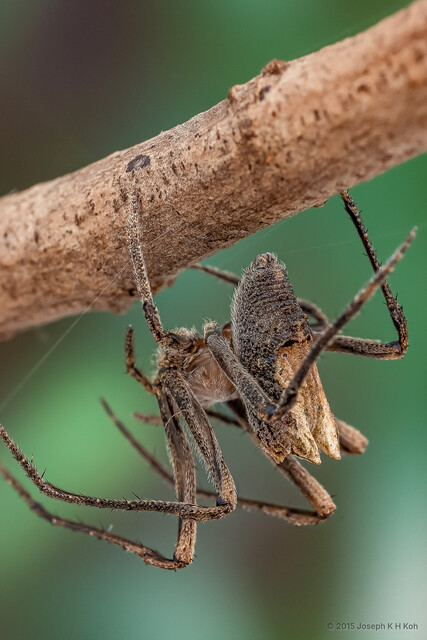 Cyphalonotus sp. "Round-humped" • © Joseph K H Koh • All Rights Reserved ♀ Adult Habitus Lateral
