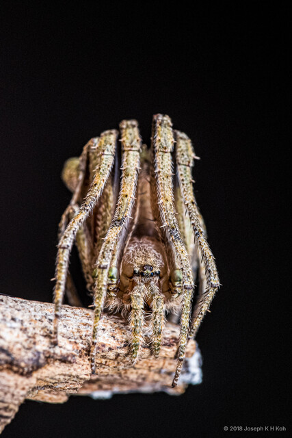 Cyphalonotus sp. "Twin Peaks" • © Joseph K H Koh • All Rights Reserved ♀ Adult Habitus Anterior Eyes