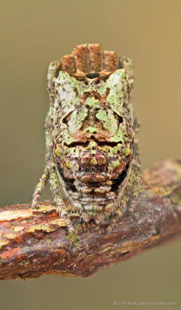 Cyphalonotus selangor • © Nicky Bay • All Rights Reserved ♀ Adult Habitus Dorsal