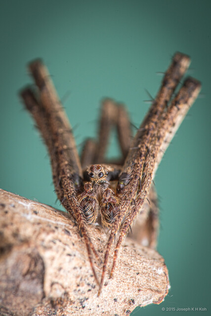 Cyphalonotus sumatranus • © Joseph K H Koh • All Rights Reserved ♂ Adult Habitus Anterior Eyes