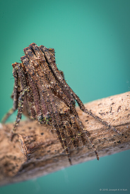 Cyphalonotus sumatranus • © Joseph K H Koh • All Rights Reserved ♀ Adult Habitus Anterior