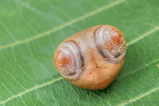 Cyrtarachne sp. "Homer Simpson" • © Chris Ang • All Rights Reserved ♀ Adult Opisthosoma Dorsal
