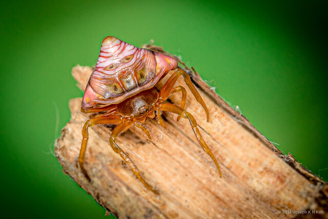 Cyrtarachne conica • © Joseph K H Koh • All Rights Reserved ♀ Adult Habitus Dorsal