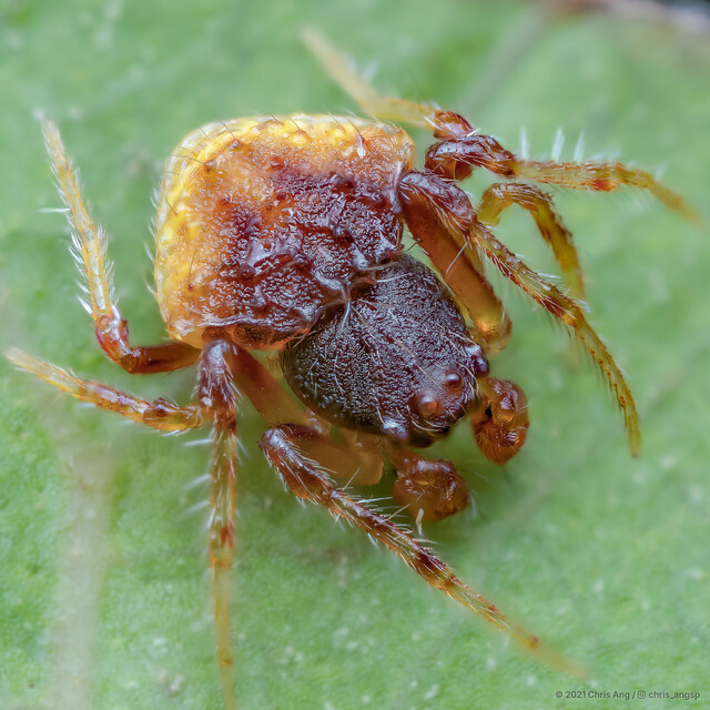 Cyrtarachne inaequalis • © Chris Ang • All Rights Reserved ♂ Adult Habitus Dorsal