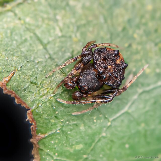 Cyrtarachne nagasakiensis • © Joseph K H Koh • All Rights Reserved ♂ Adult Habitus Dorsal