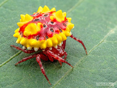 Cyrtarachninae sp. "Sunburst Candy"