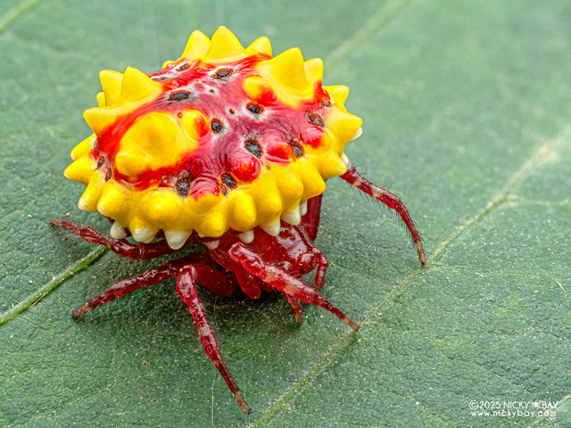 Cyrtarachninae sp. "Sunburst Candy" • © Nicky Bay • All Rights Reserved ♀ Adult Habitus Dorsal