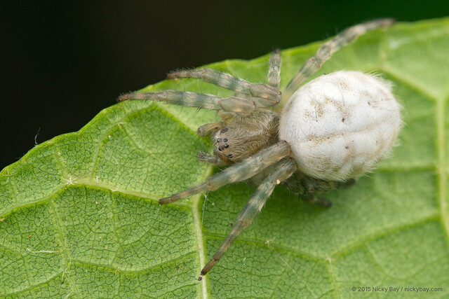 Cyrtophora beccarii • © Nicky Bay • All Rights Reserved ♀ Adult Habitus Dorsal