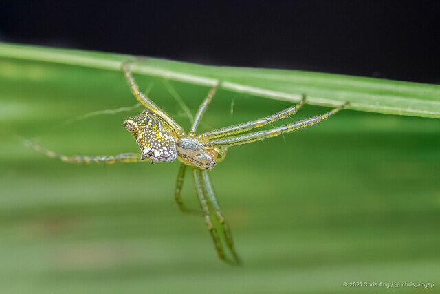 Cyrtophora cicatrosa • © Chris Ang • All Rights Reserved ♀ Adult Habitus Lateral