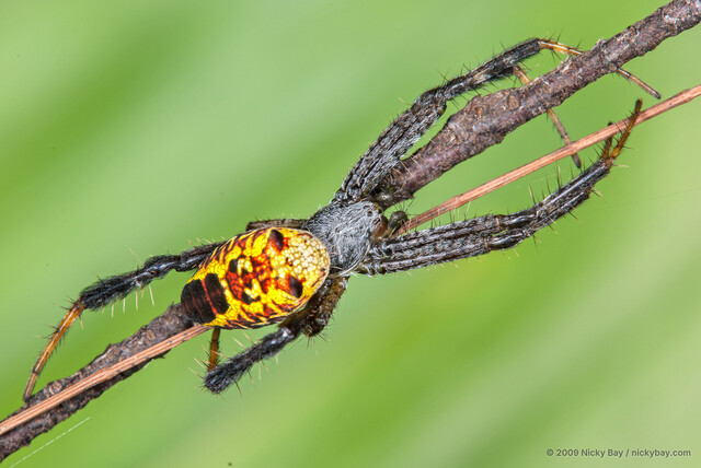 Cyrtophora cylindroides • © Nicky Bay • All Rights Reserved ♀ Adult Habitus Dorsal