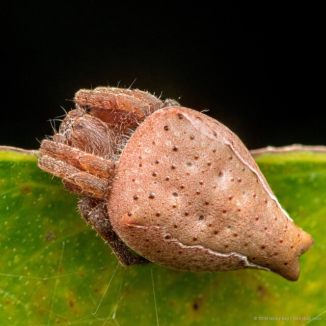 Cyrtophora exanthematica • © Nicky Bay • All Rights Reserved ♀ Adult Habitus Dorsal