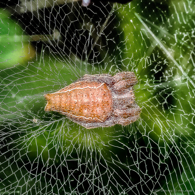 Cyrtophora exanthematica • © Chris Ang • All Rights Reserved ♀ Adult Habitus Dorsal Web