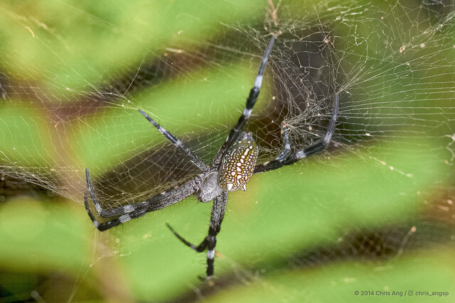 Cyrtophora moluccensis • © Chris Ang • All Rights Reserved ♀ Adult Habitus Lateral