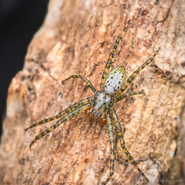 Cyrtophora sextuberculata • © Joseph K H Koh • All Rights Reserved ♂ Adult Habitus Dorsal