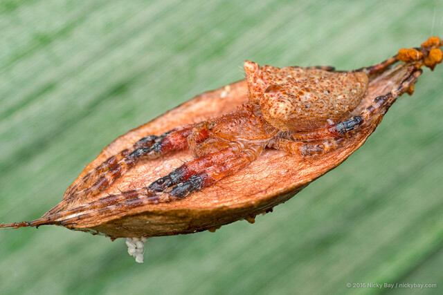 Cyrtophora unicolor • © Nicky Bay • All Rights Reserved ♀ Adult Habitus Lateral
