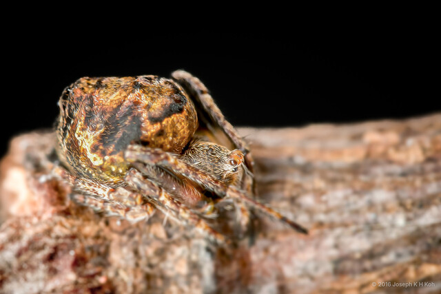 Eriovixia sp. "False-eyed" • © Joseph K H Koh • All Rights Reserved ♀ Adult Habitus Dorsal