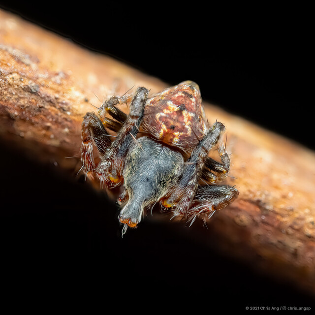 Eriovixia sp. "Periscope" • © Chris Ang • All Rights Reserved ♂ Adult Habitus Dorsal