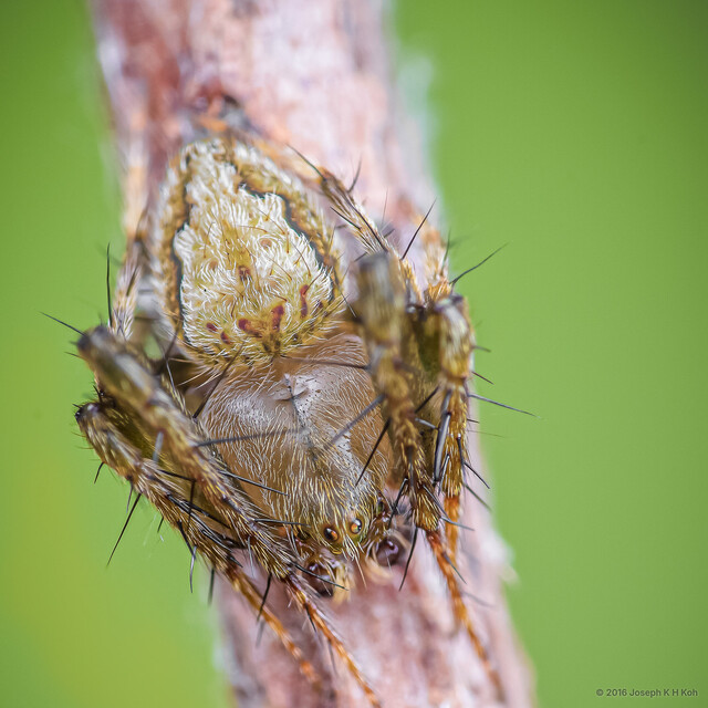 Eriovixia sp. "Squirrel-headed" • © Joseph K H Koh • All Rights Reserved ♂ Adult Habitus Dorsal