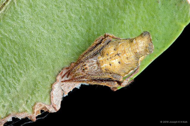Eriovixia sp. "Truncated Tail" • © Joseph K H Koh • All Rights Reserved ♀ Adult Habitus Dorsal