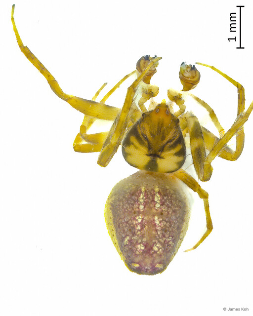 Eriovixia huwena • © James Koh • All Rights Reserved ♂ Adult Habitus Dorsal