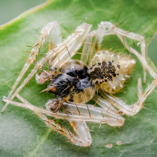 Eriovixia laglaizei • © Joseph K H Koh • All Rights Reserved ♂ Adult Habitus Dorsal