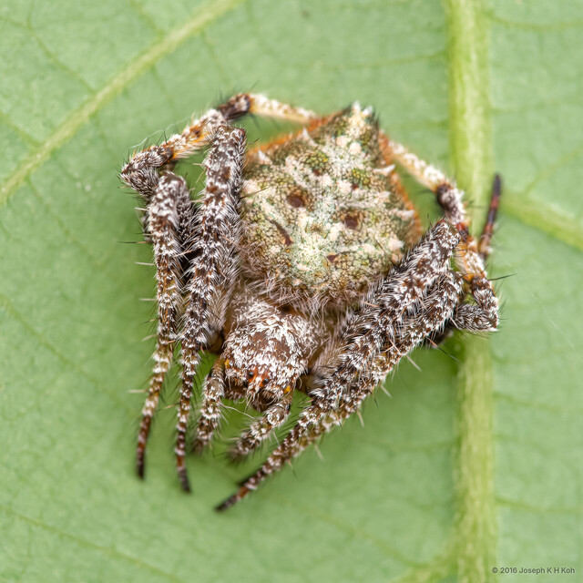 Eriovixia laglaizei • © Joseph K H Koh • All Rights Reserved ♀ Adult Habitus Dorsal