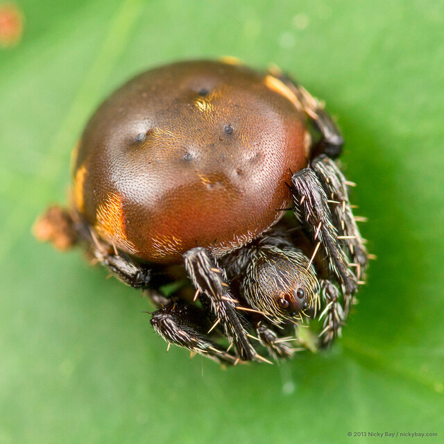 Eriovixia nox • © Nicky Bay • All Rights Reserved ♀ Adult Habitus Dorsal