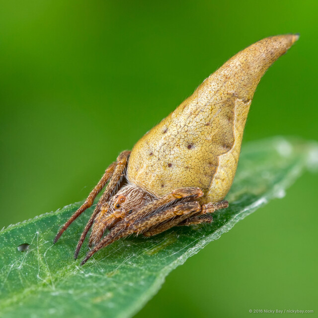 Eriovixia pseudocentrodes • © Nicky Bay • All Rights Reserved ♀ Adult Habitus Lateral