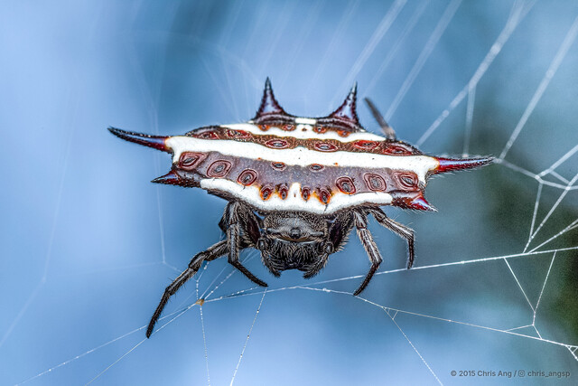 Gasteracantha sp. "Double-banded White" • © Chris Ang • All Rights Reserved ♀ Adult Habitus Dorsal
