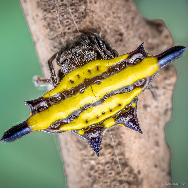 Gasteracantha sp. "Double-barred Yellow" • © Joseph K H Koh • All Rights Reserved ♀ Adult Habitus Dorsal