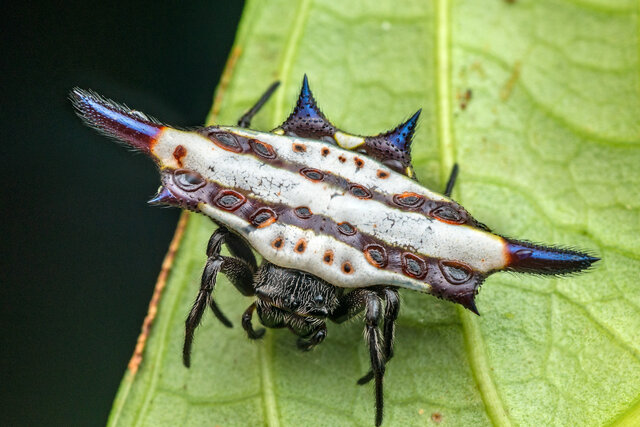 Gasteracantha diadesmia • © Nicky Bay • All Rights Reserved ♀ Adult Habitus Dorsal
