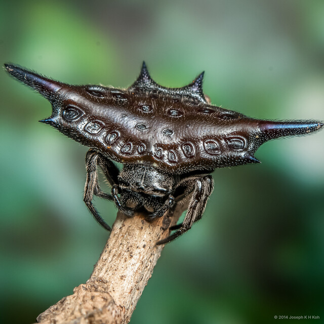 Gasteracantha diardi • © Joseph K H Koh • All Rights Reserved ♀ Adult Habitus Dorsal