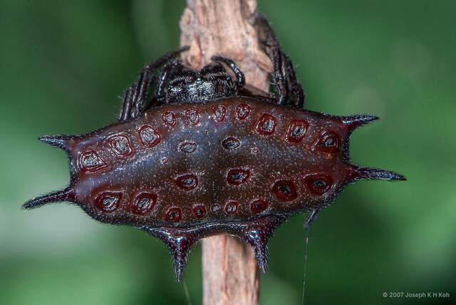 Gasteracantha frontata • © Joseph K H Koh • All Rights Reserved ♀ Adult Habitus Dorsal