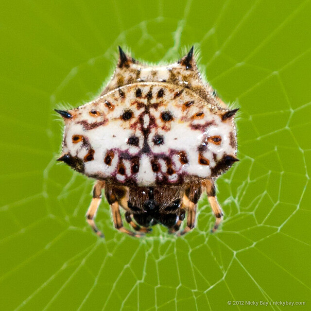 Gasteracantha kuhli • © Nicky Bay • All Rights Reserved ♀ Adult Habitus Dorsal