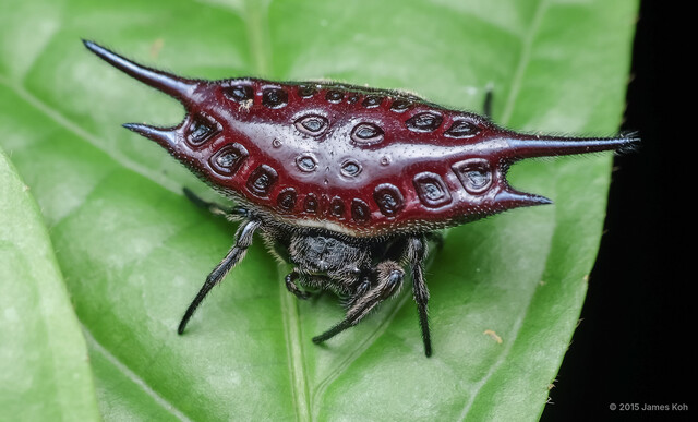 Gasteracantha mengei • © James Koh • All Rights Reserved ♀ Adult Habitus Dorsal