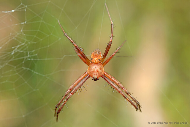 Gea spinipes • © Chris Ang • All Rights Reserved ♂ Adult Habitus Dorsal