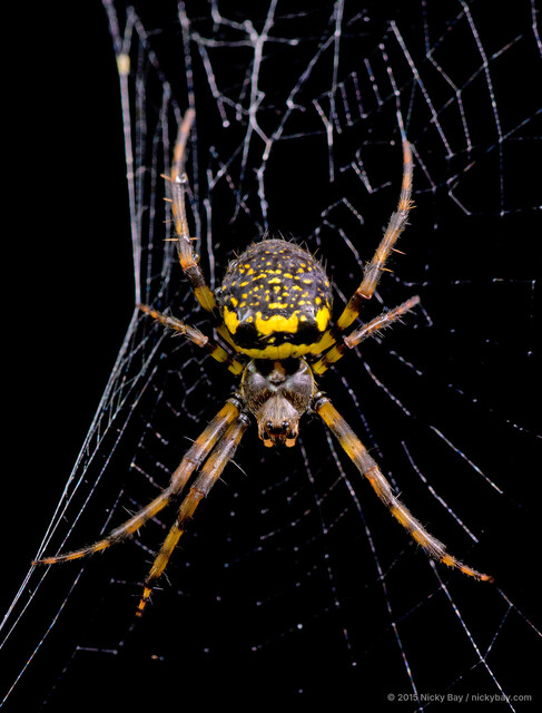 Gea spinipes • © Nicky Bay • All Rights Reserved ♀ Adult Habitus Dorsal