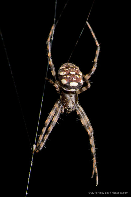 Gea spinipes • © Nicky Bay • All Rights Reserved ♀ Adult Habitus Dorsal