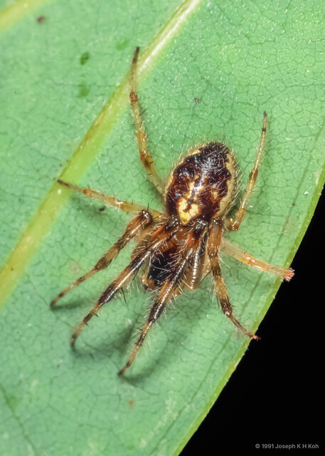 Guizygiella nadleri • © Joseph K H Koh • All Rights Reserved ♂ Adult Habitus Dorsal