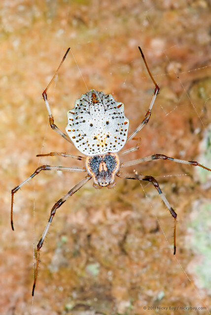 Herennia multipuncta • © Nicky Bay • All Rights Reserved ♀ Adult Habitus Dorsal