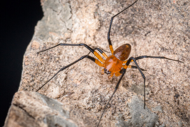 Herennia multipuncta • © Joseph K H Koh • All Rights Reserved ♂ Adult Habitus Dorsal